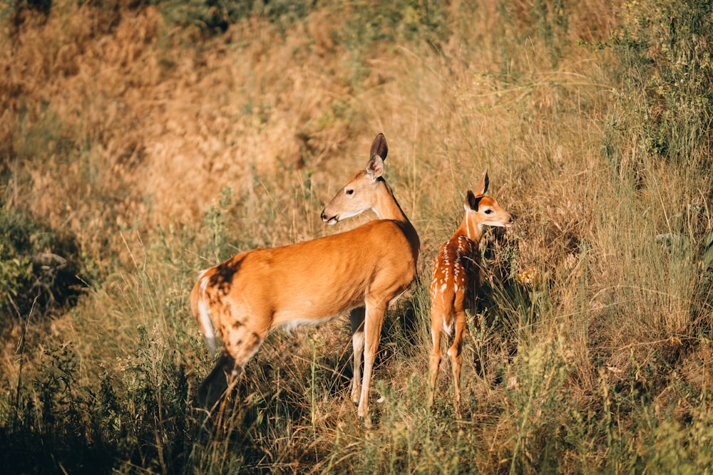 a group of deer in a grassy area