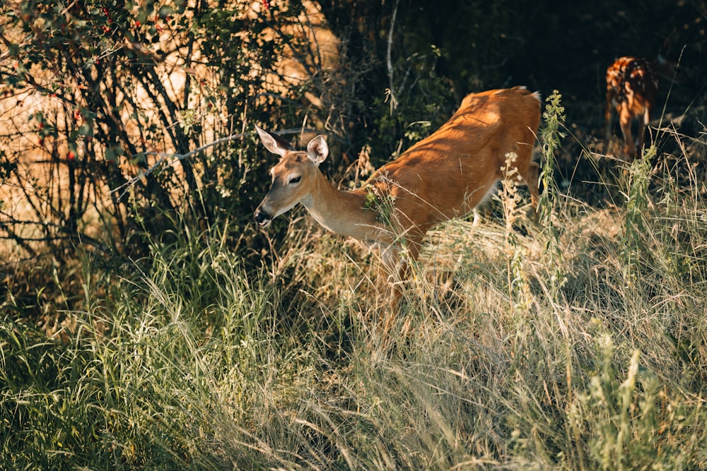 un cervo che giace nell'erba alta