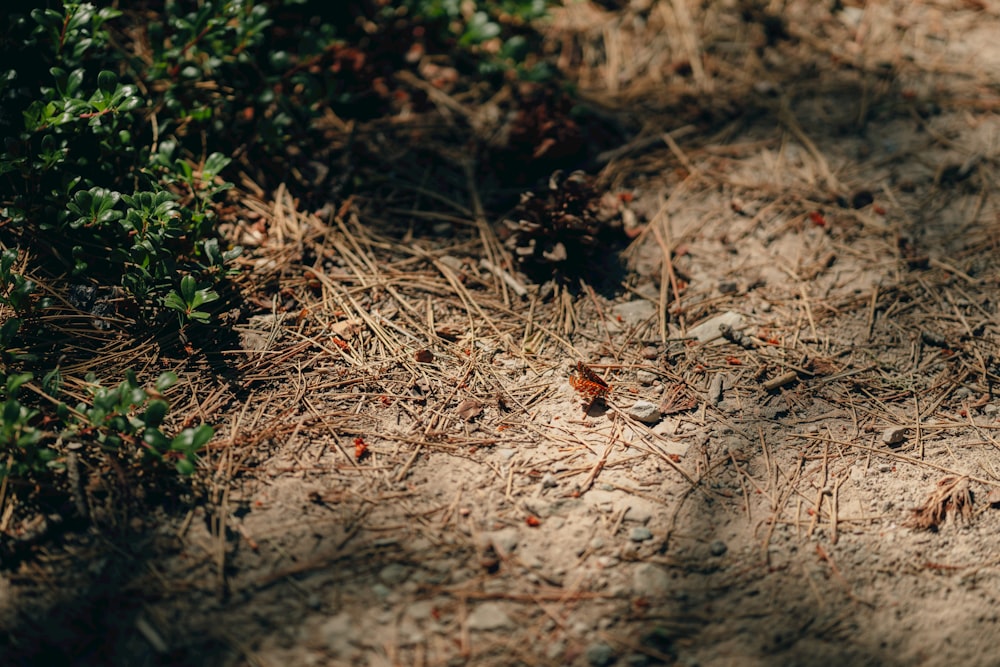 a group of butterflies on the ground