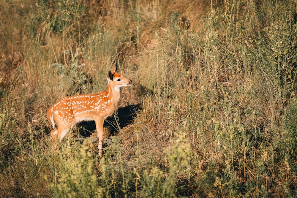 Un cervo in un campo