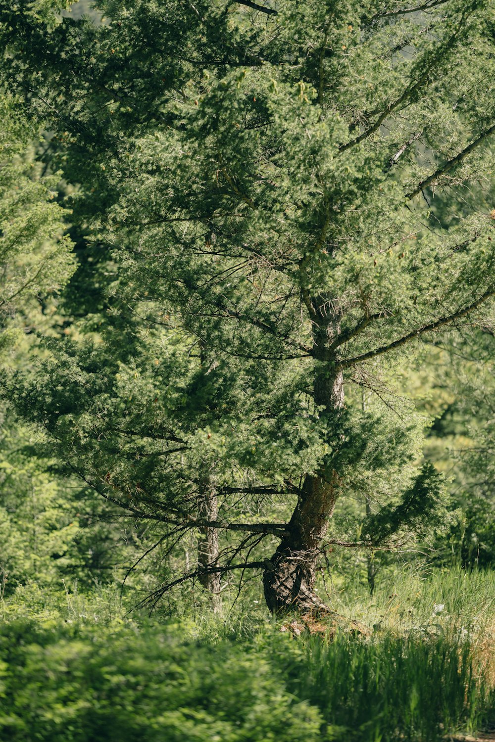 Un árbol en un bosque