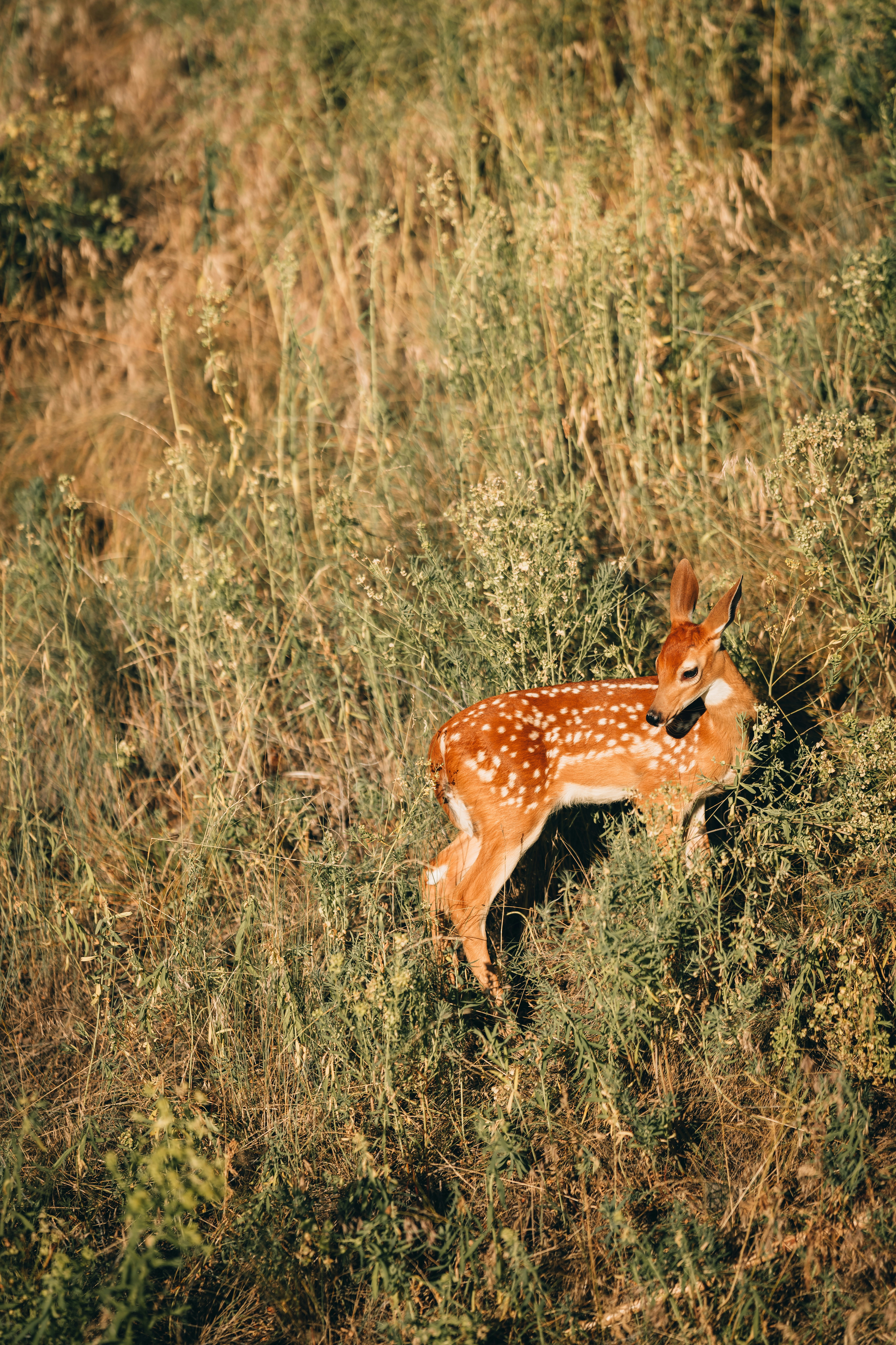 a deer in a grassy area