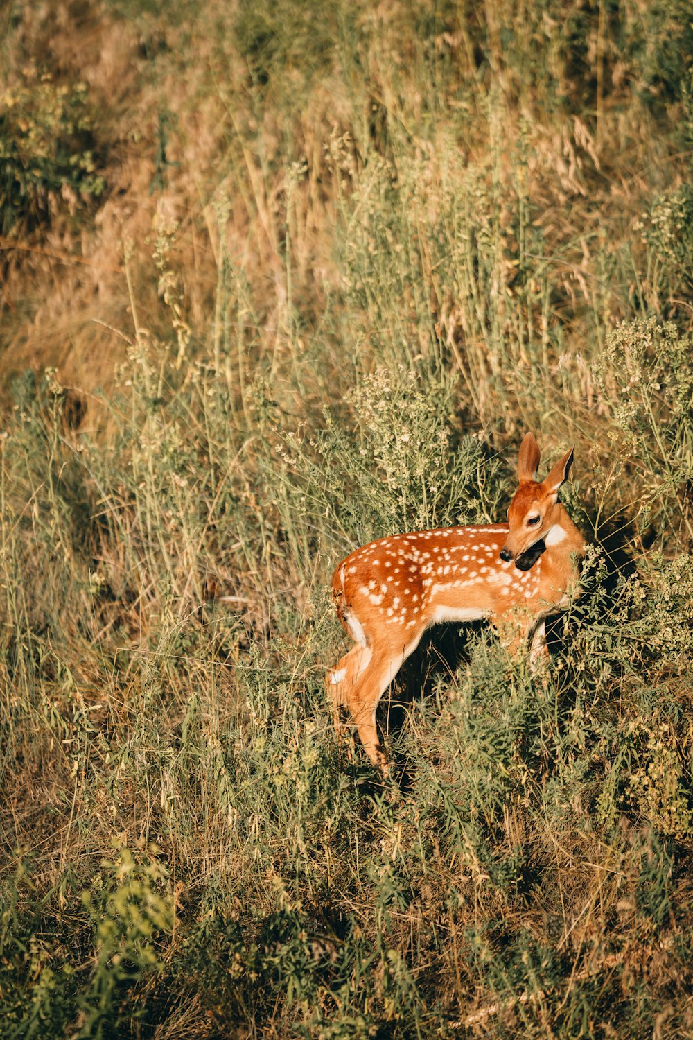 um cervo em uma área gramada