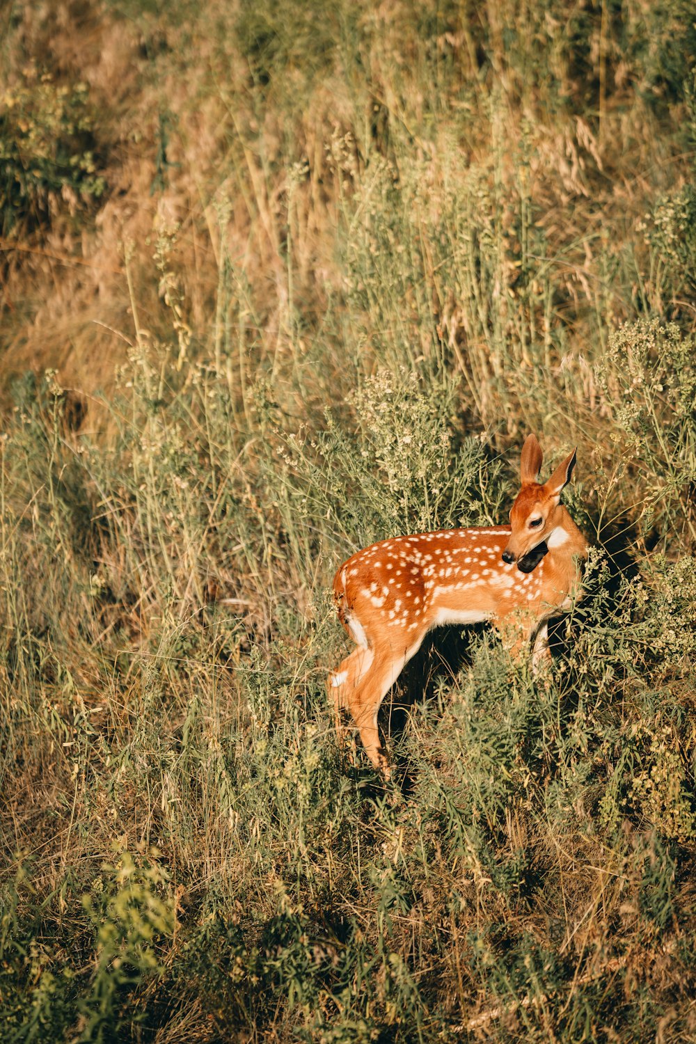 a deer in a grassy area