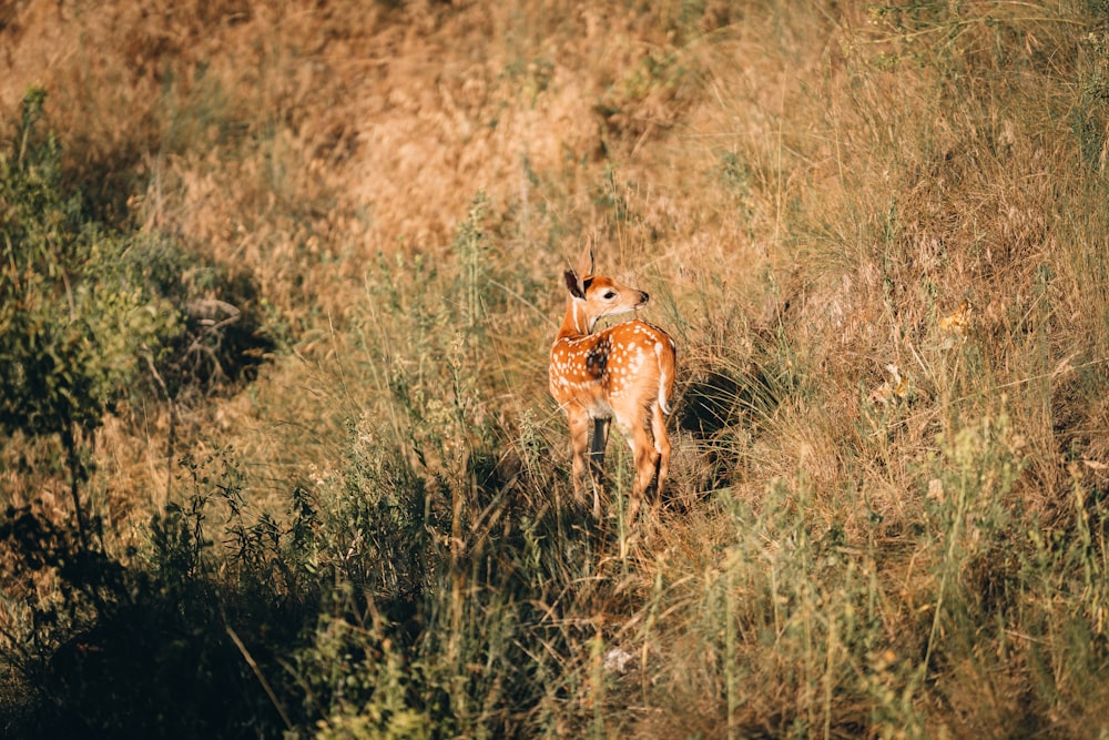 Un cervo in un campo