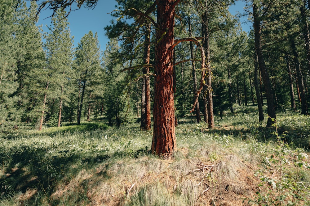 a tall tree in a forest