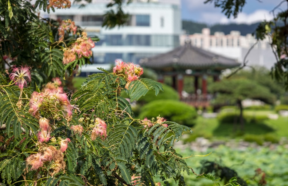 a garden with flowers and trees