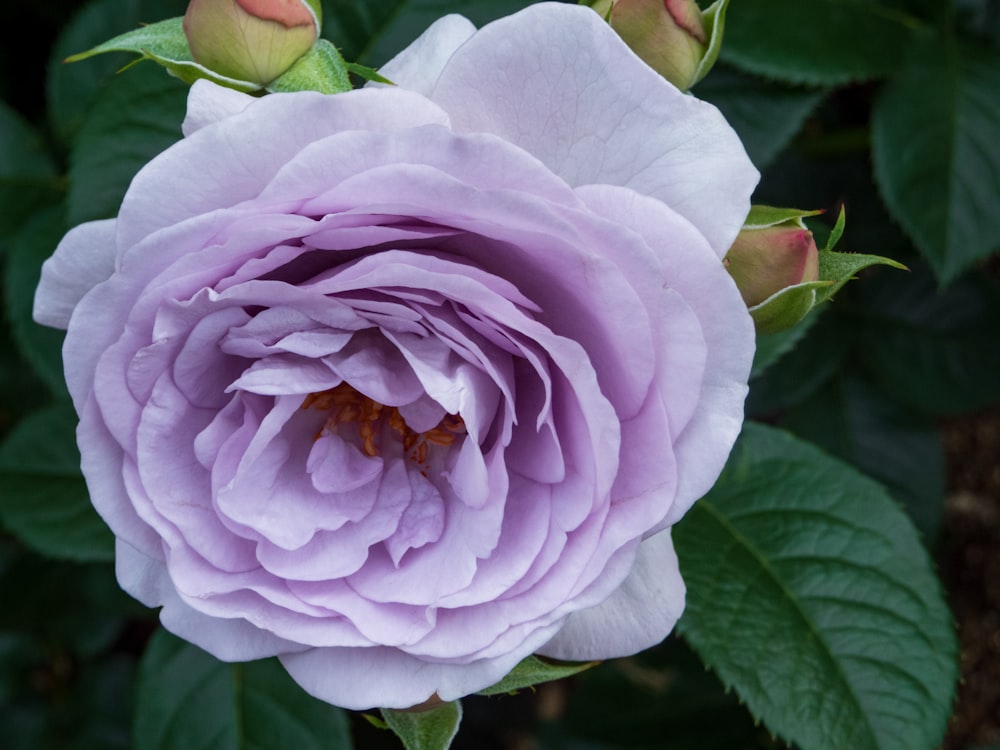 a close up of a flower