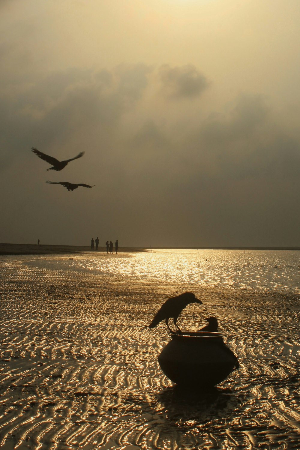 Pájaros volando sobre una playa