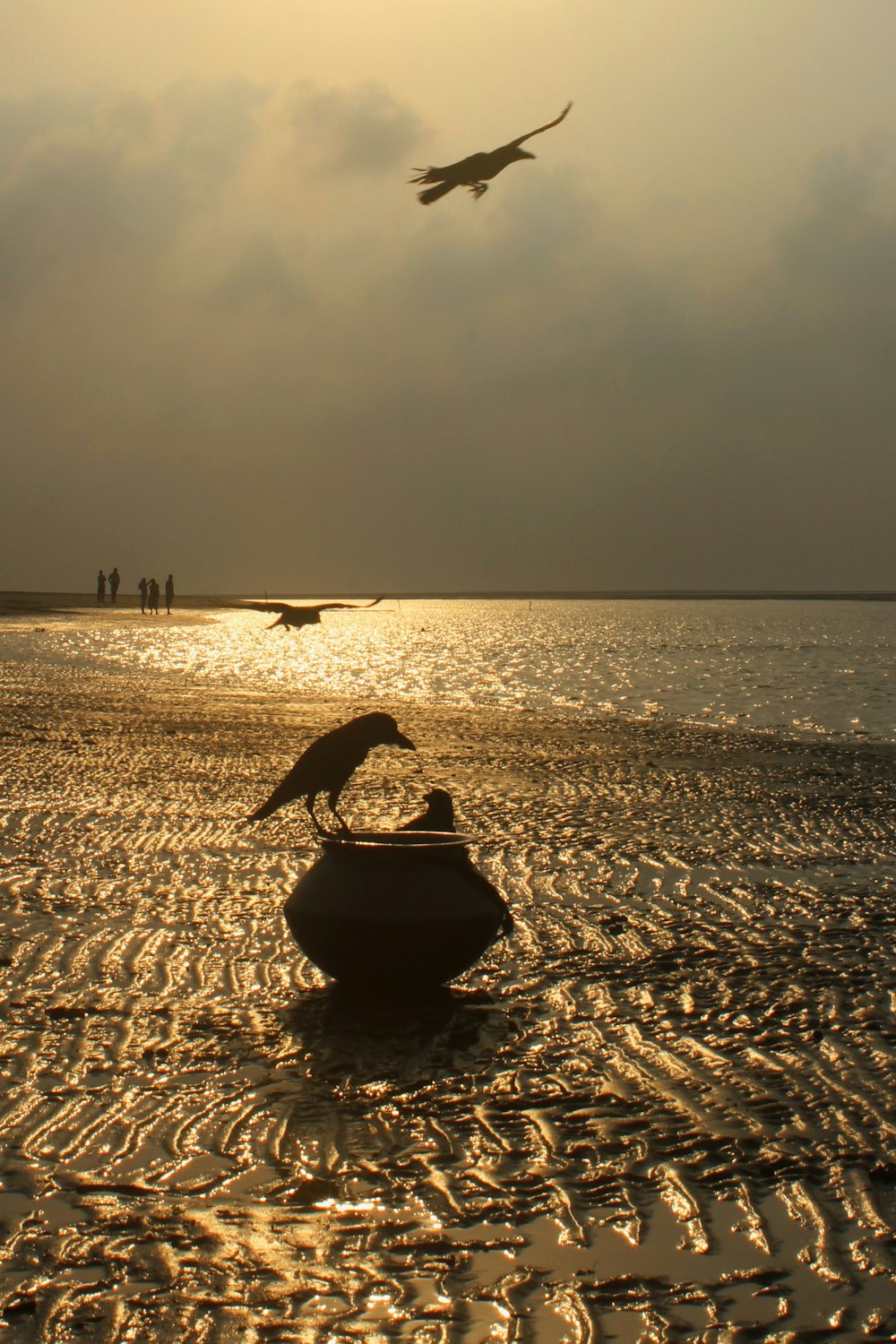 Un couple d’oiseaux sur une plage