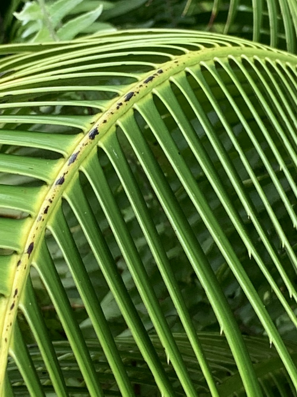 close up of a plant