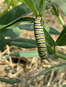 a caterpillar on a leaf