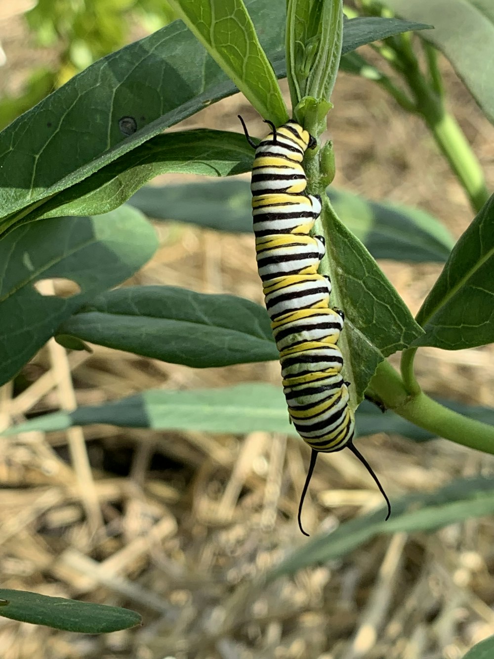 a caterpillar on a leaf