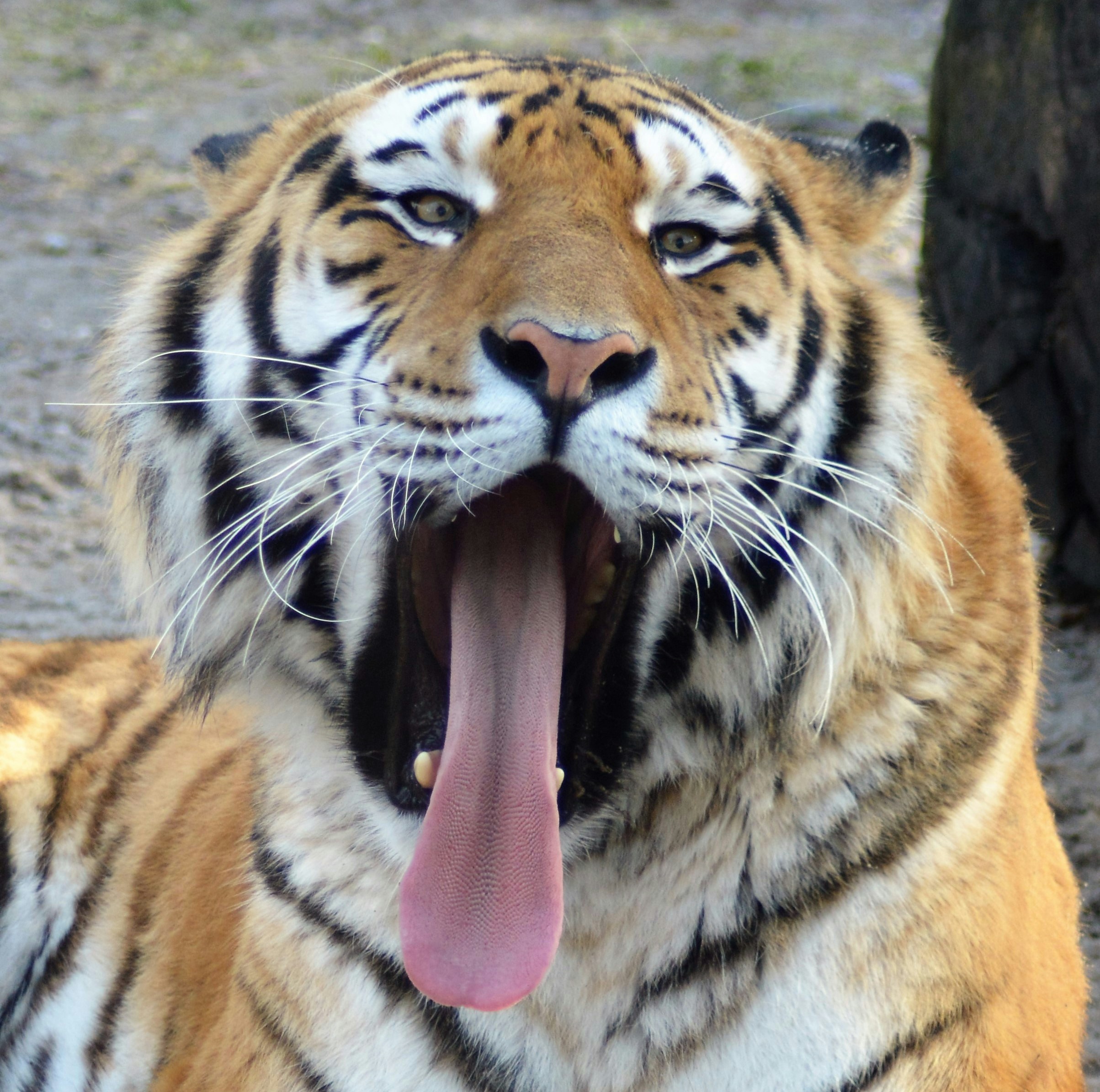 Tiger pulling tongues whilst having a yawn