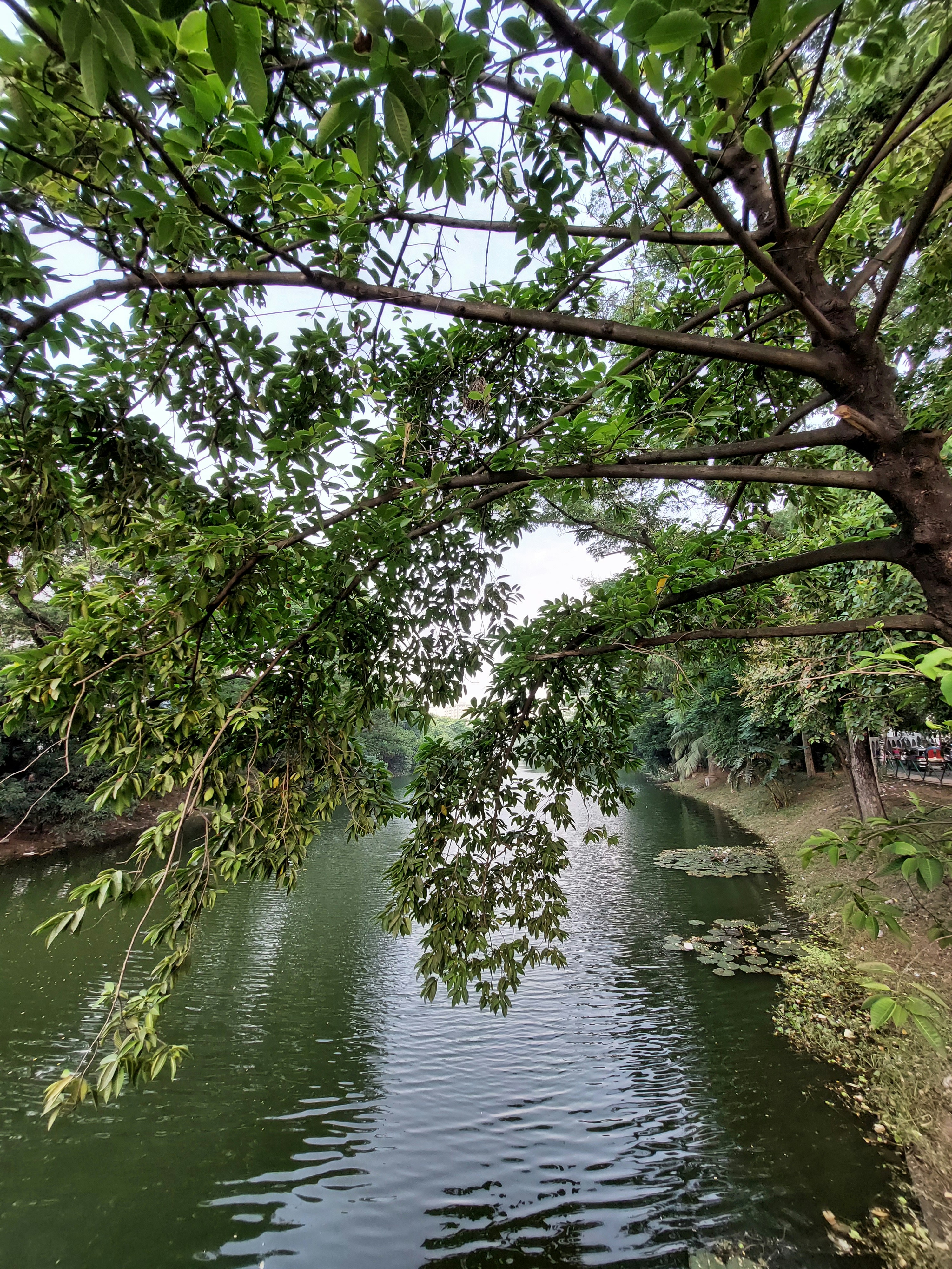 Photo by toushifalam