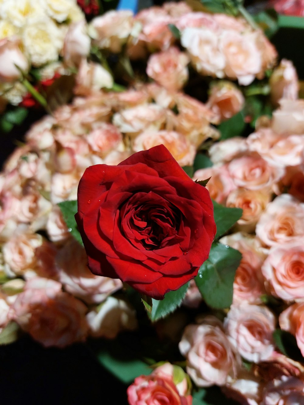 a red rose surrounded by white and pink flowers
