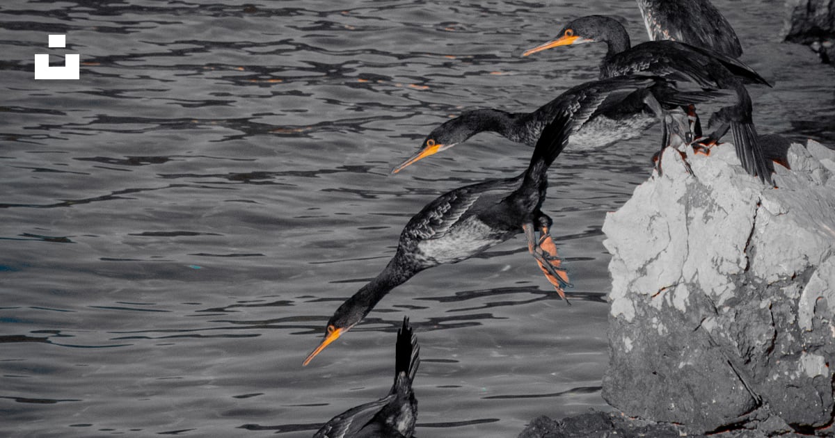 Birds on rocks in water photo – Free Malinska Image on Unsplash