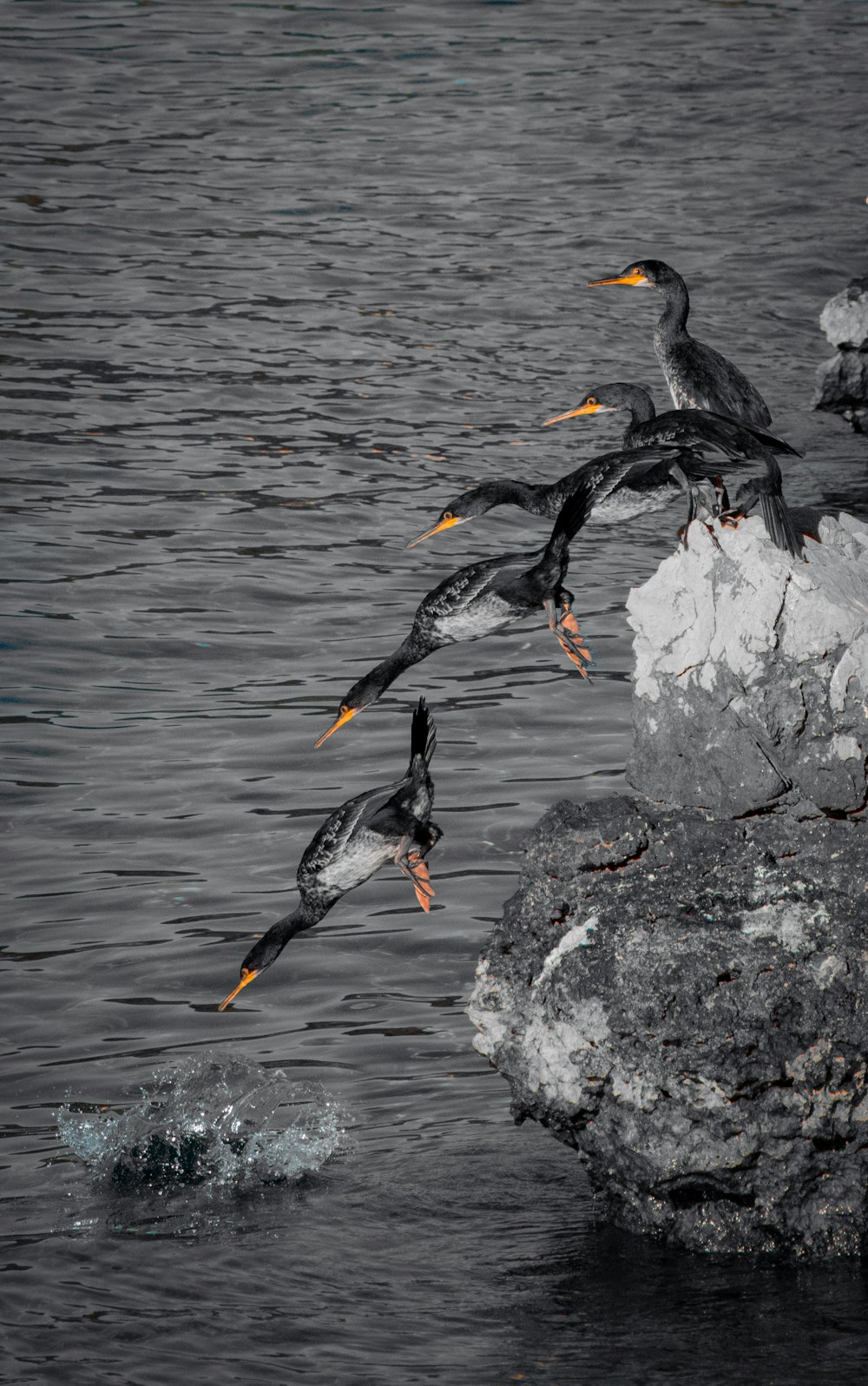birds on rocks in water