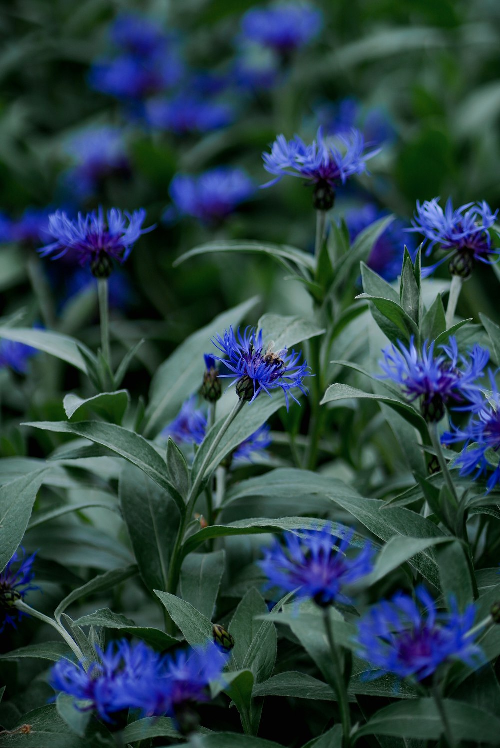 a group of blue flowers