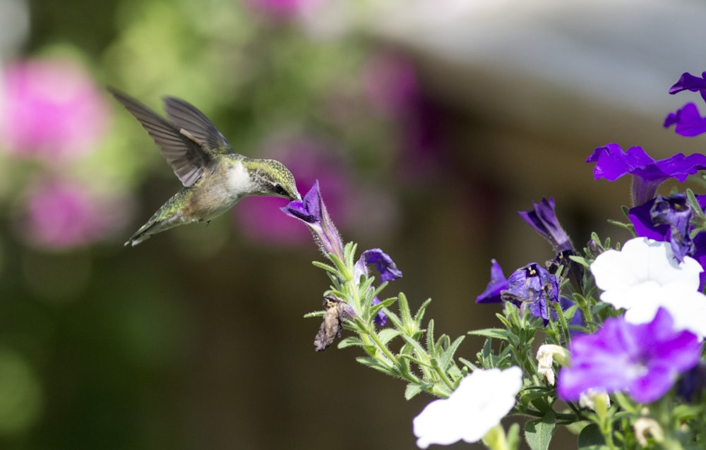 a hummingbird flying over purple flowers