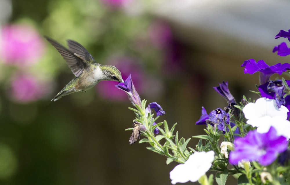 Un colibrí volando sobre flores púrpuras