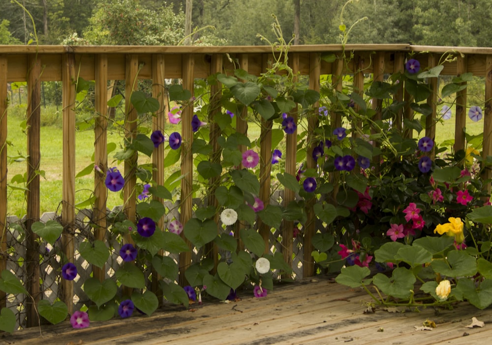 a garden with flowers