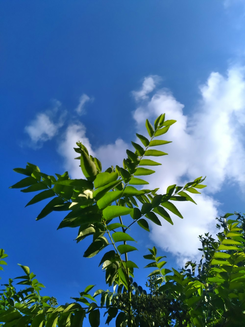 a tree with leaves