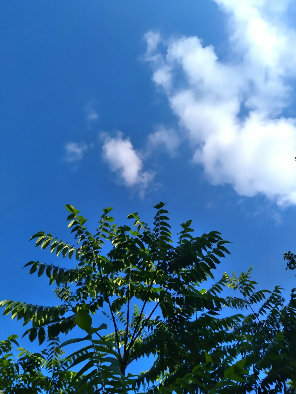 a tree with blue sky and clouds