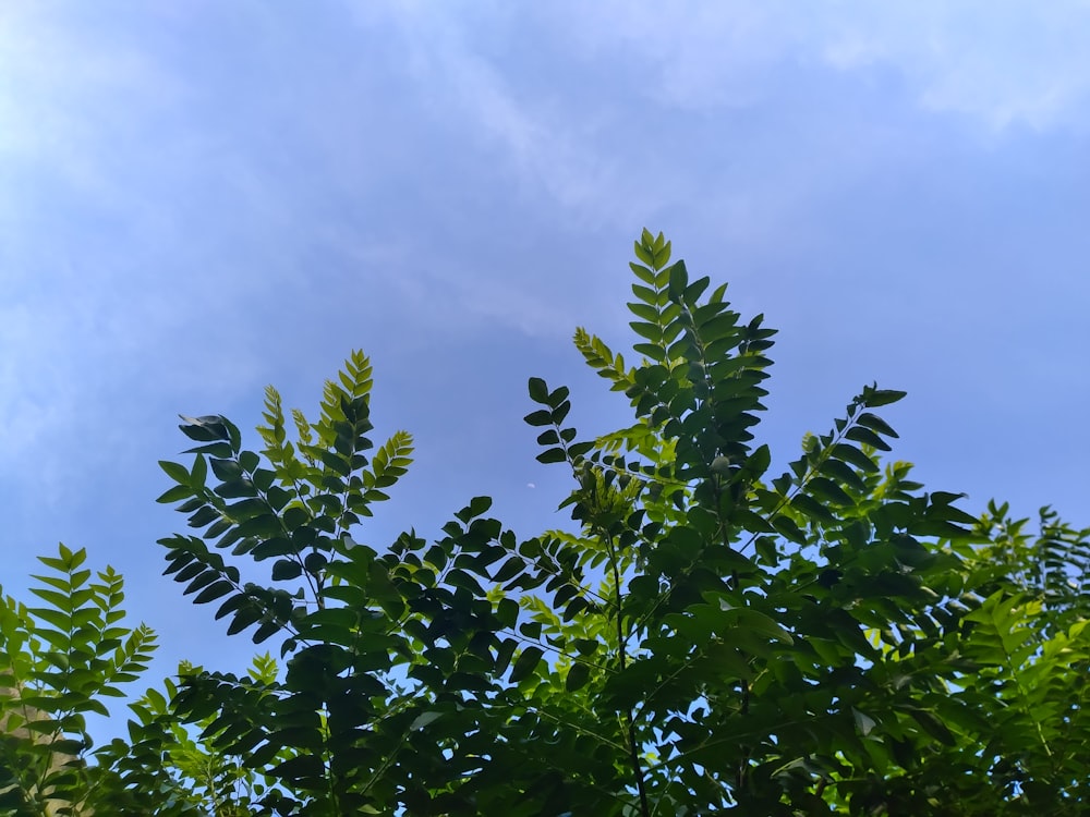 a tree with leaves