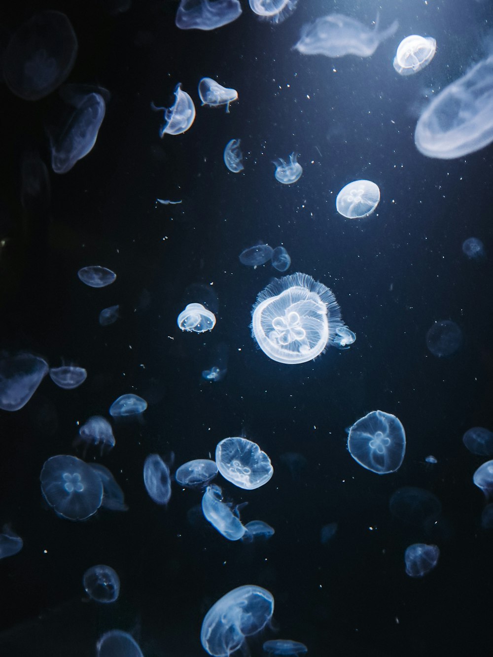 a group of jellyfish