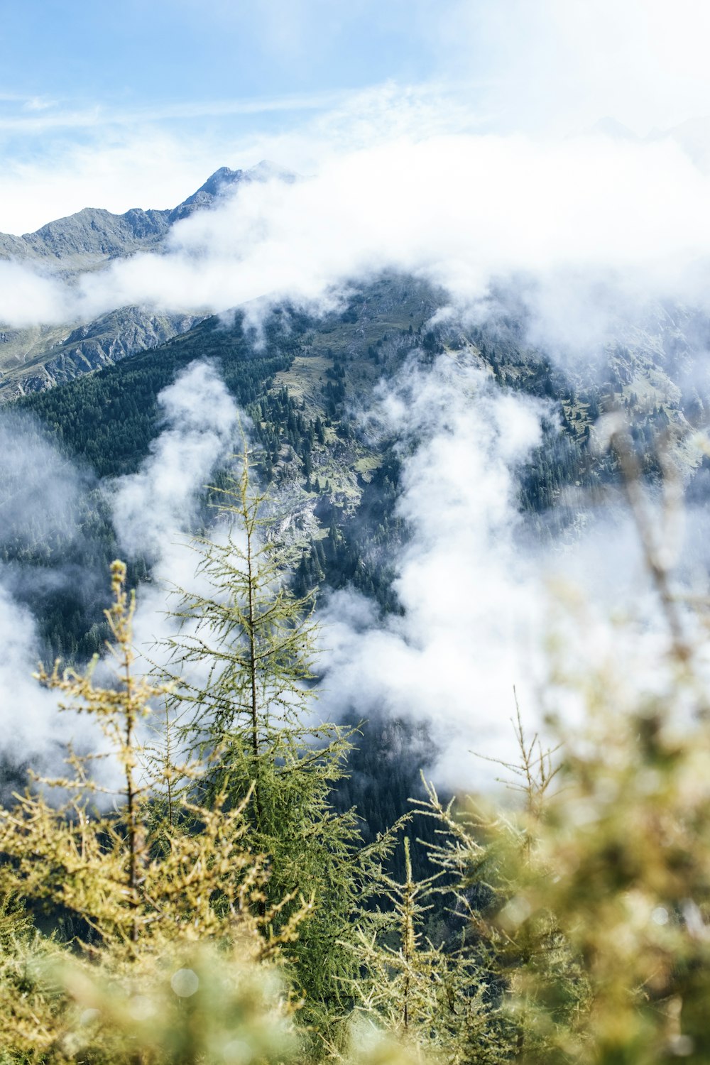 a forest of trees with fog