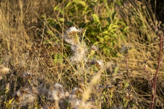 a close-up of some plants