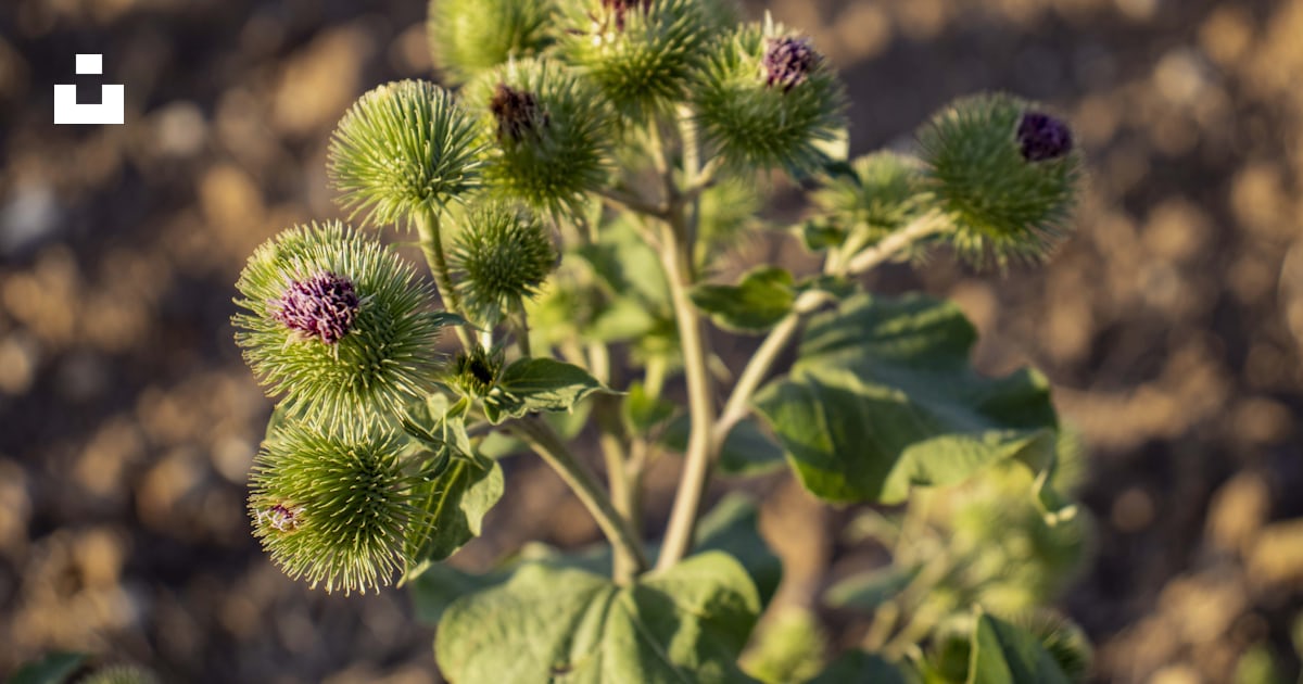 紫色の花を持つ緑の植物のグループの写真 Unsplashの無料ノジャン・シュル・セーヌ写真
