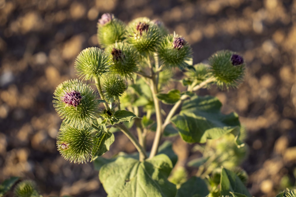 a group of green plants with purple flowers