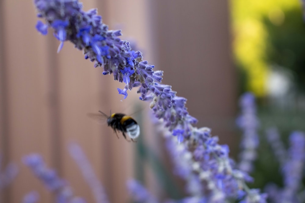 a bee on a flower