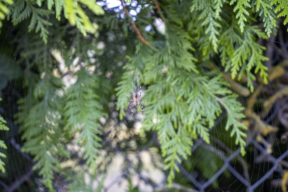 a bee on a tree