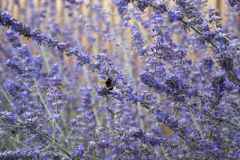 a close up of purple flowers