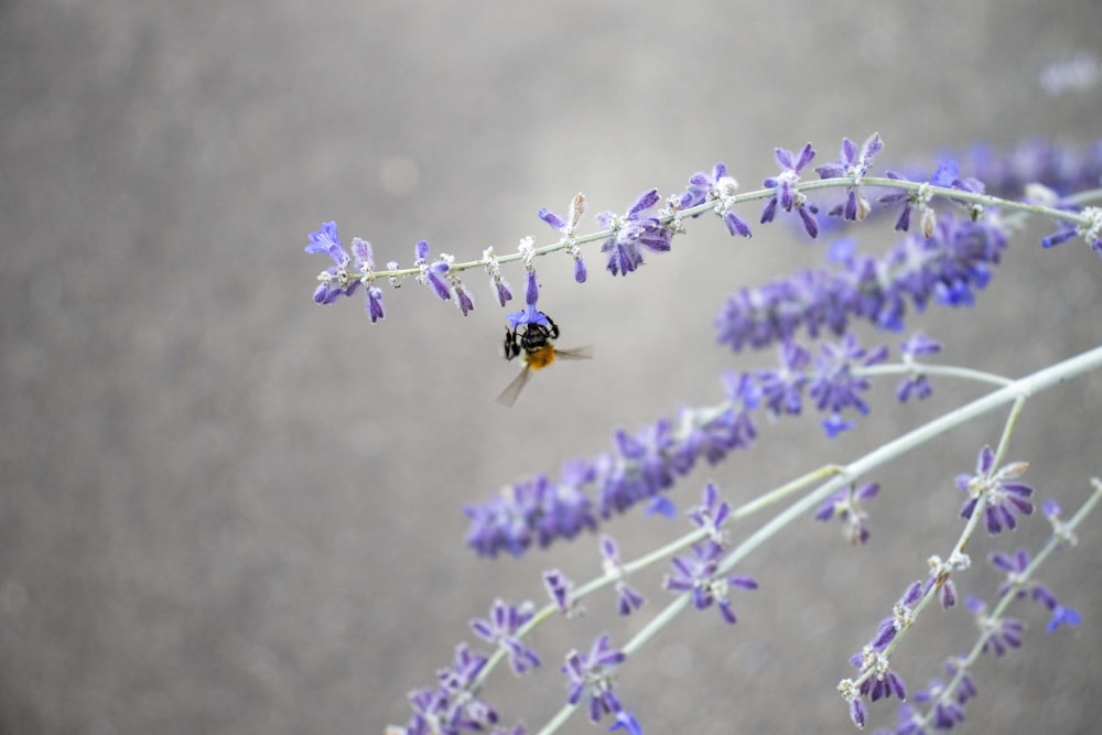 a bee on a flower