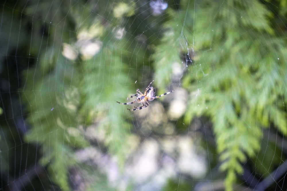 a spider on a web