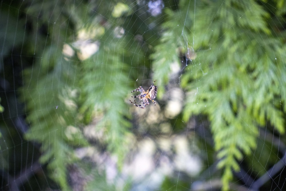 a spider on a web