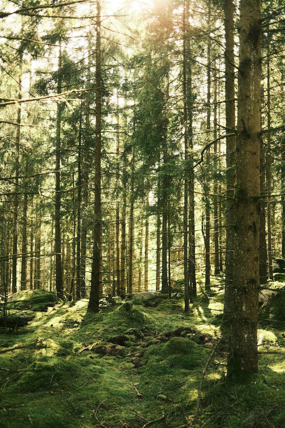 a forest with tall trees