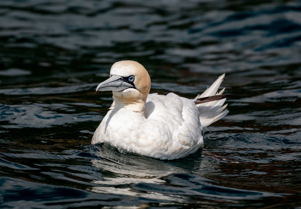 a bird in the water