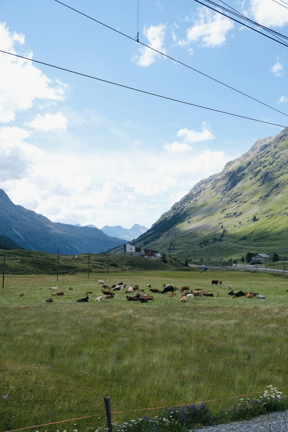 a group of cows in a field