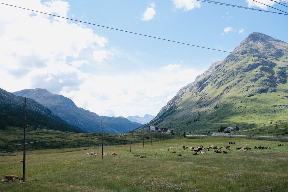 a group of animals stand in a grassy field