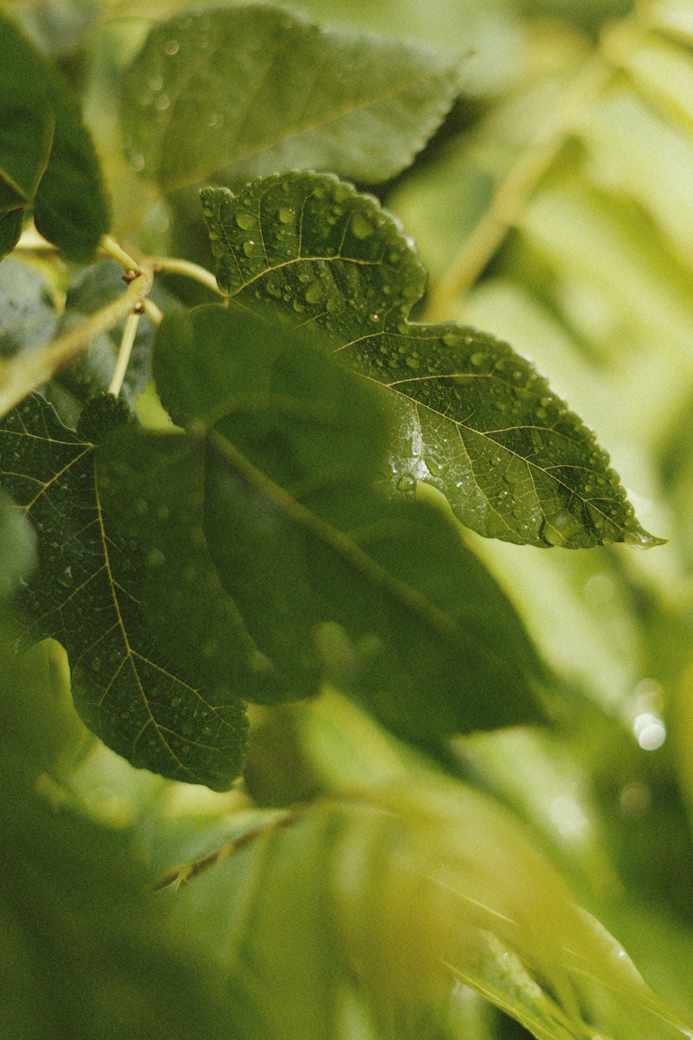 a close up of a leaf