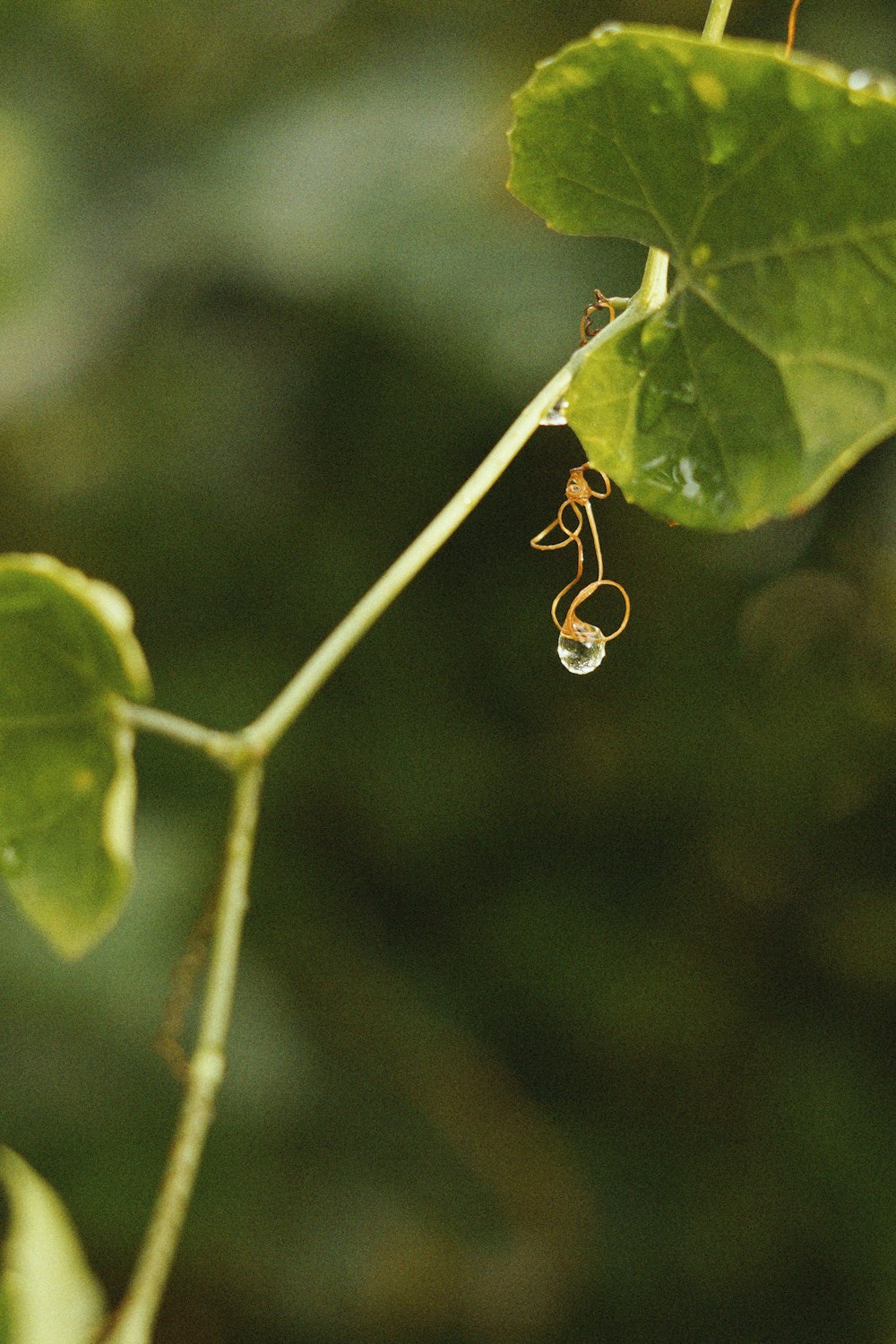 a drop of water on a leaf