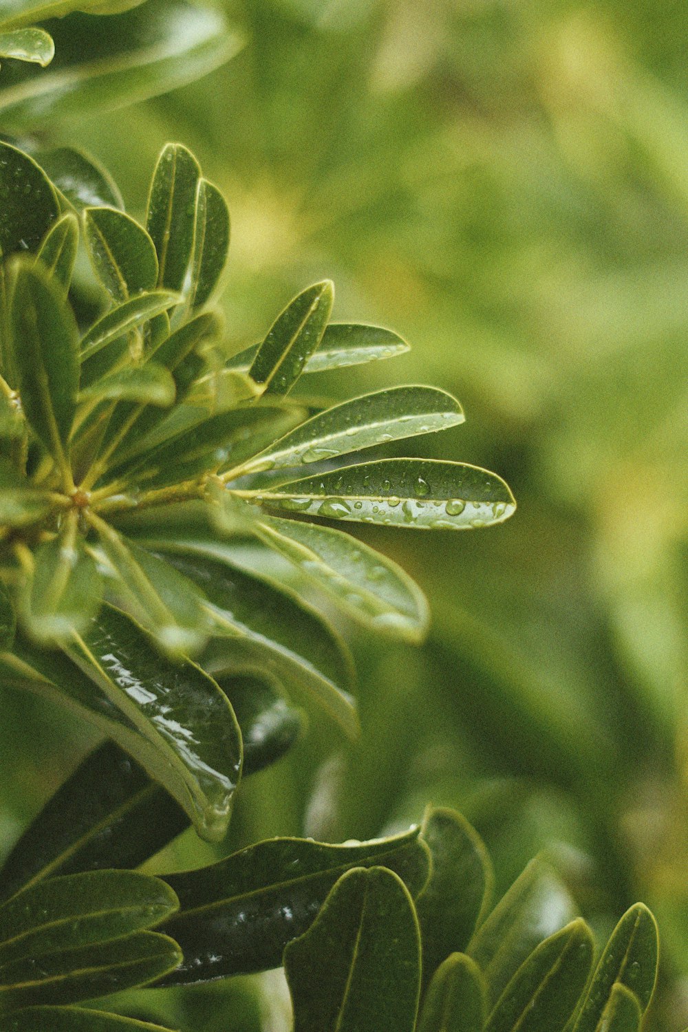 a close up of a plant