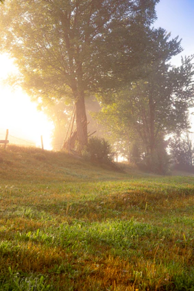 A serene pastoral scene with soft morning light filtering through trees, evoking peace and spiritual reflection.