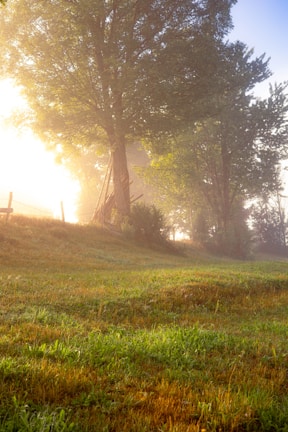 A serene landscape with soft morning light, evoking calm and presence.