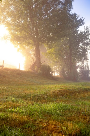 A serene landscape with soft morning light filtering through trees, inviting tranquility.